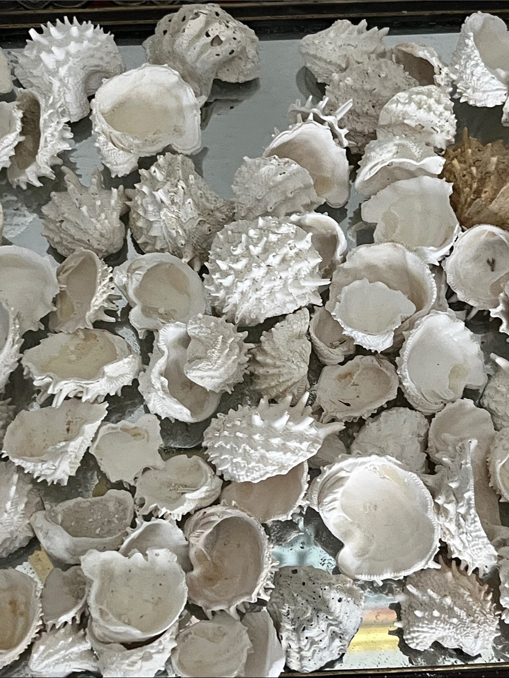 Florida Spiney Jewel Shells Hand Picked over 100 in Glass Jar -Crafts Decor